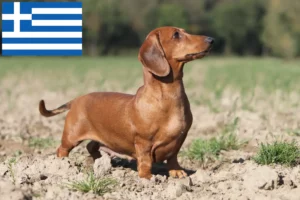Lire la suite à propos de l’article Éleveurs de teckels et chiots en Grèce