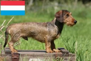 Lire la suite à propos de l’article Éleveurs de teckels et chiots au Luxembourg