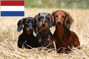 Lire la suite à propos de l’article Éleveurs de teckels et chiots aux Pays-Bas