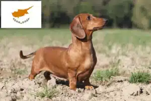 Lire la suite à propos de l’article Éleveurs de teckels et chiots à Chypre