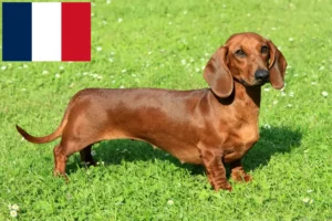 Lire la suite à propos de l’article Éleveurs de teckels et chiots à la Réunion