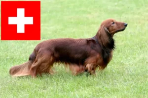 Lire la suite à propos de l’article Éleveurs de teckels et chiots en Suisse
