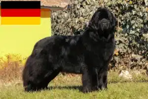 Lire la suite à propos de l’article Éleveurs de Terre-Neuve et chiots en Allemagne