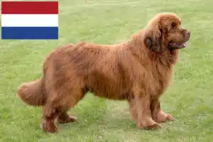 Lire la suite à propos de l’article Éleveurs de Terre-Neuve et chiots aux Pays-Bas