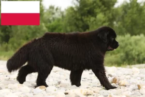 Lire la suite à propos de l’article Éleveurs de Terre-Neuve et chiots en Pologne