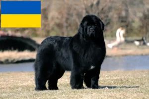 Lire la suite à propos de l’article Éleveurs de Terre-Neuve et chiots en Ukraine