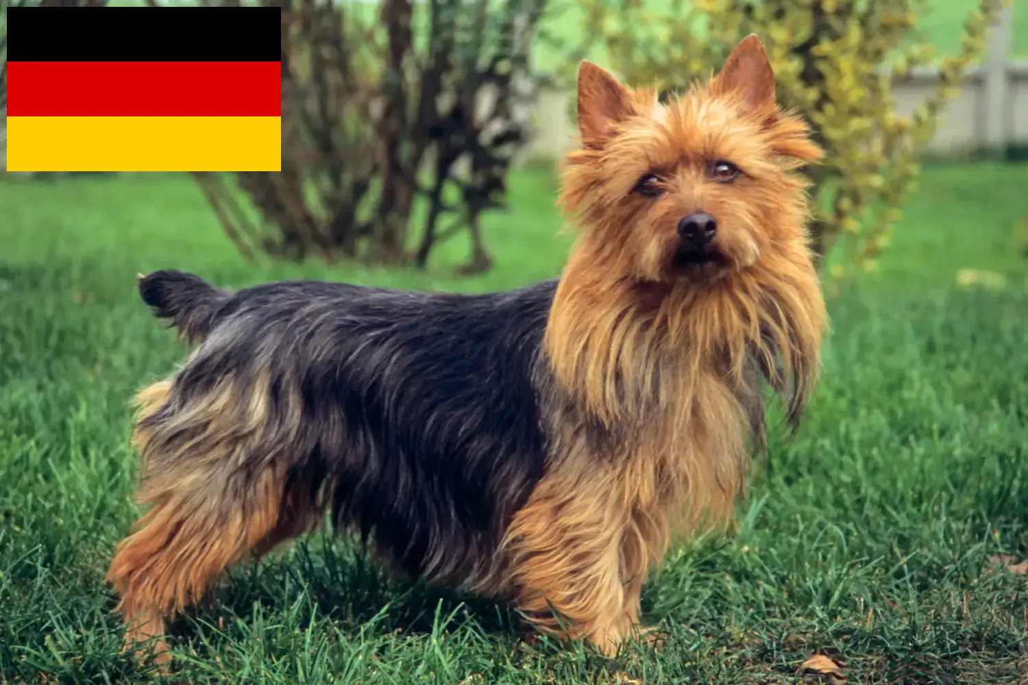 Terrier australien chiots et éleveurs Allemagne Ici, tu trouveras des éleveurs de Terriers australiens en Allemagne.