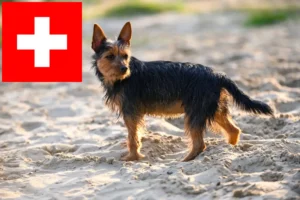 Lire la suite à propos de l’article Eleveurs de Terriers Australiens et Chiots en Suisse