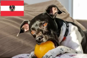 Lire la suite à propos de l’article Terrier brésilien éleveurs et chiots en Autriche