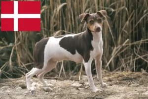 Lire la suite à propos de l’article Terrier brésilien éleveur et chiots au Danemark