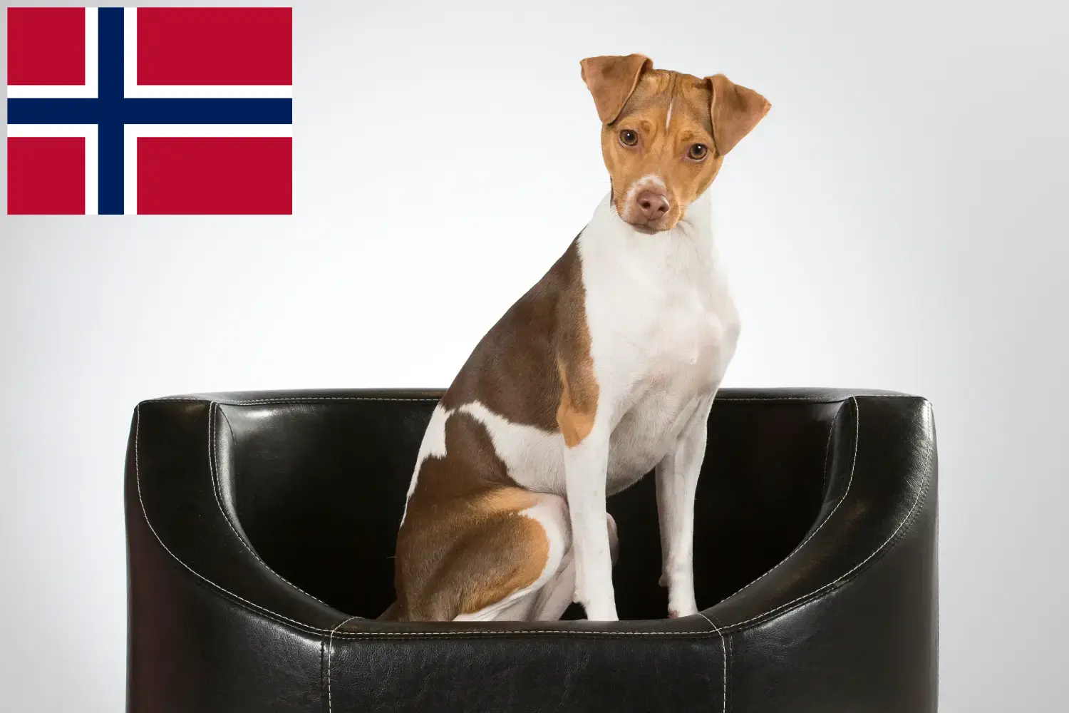 Terrier brésilien chiots et éleveurs Norvège Ici vous trouverez des éleveurs de Terriers brésiliens en Norvège.