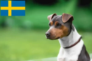 Lire la suite à propos de l’article Éleveurs de terriers brésiliens et chiots en Suède