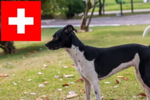Lire la suite à propos de l’article Eleveurs de terriers brésiliens et chiots en Suisse