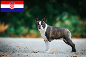 Lire la suite à propos de l’article Éleveurs de Boston Terrier et chiots en Croatie