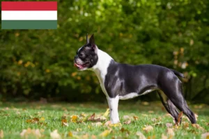 Lire la suite à propos de l’article Éleveurs de Boston Terrier et chiots en Hongrie