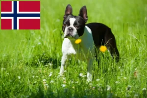 Lire la suite à propos de l’article Éleveurs de Boston Terrier et chiots en Norvège