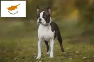 Lire la suite à propos de l’article Éleveurs de Boston Terrier et chiots à Chypre