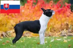 Lire la suite à propos de l’article Éleveurs de Boston Terrier et chiots en Slovaquie