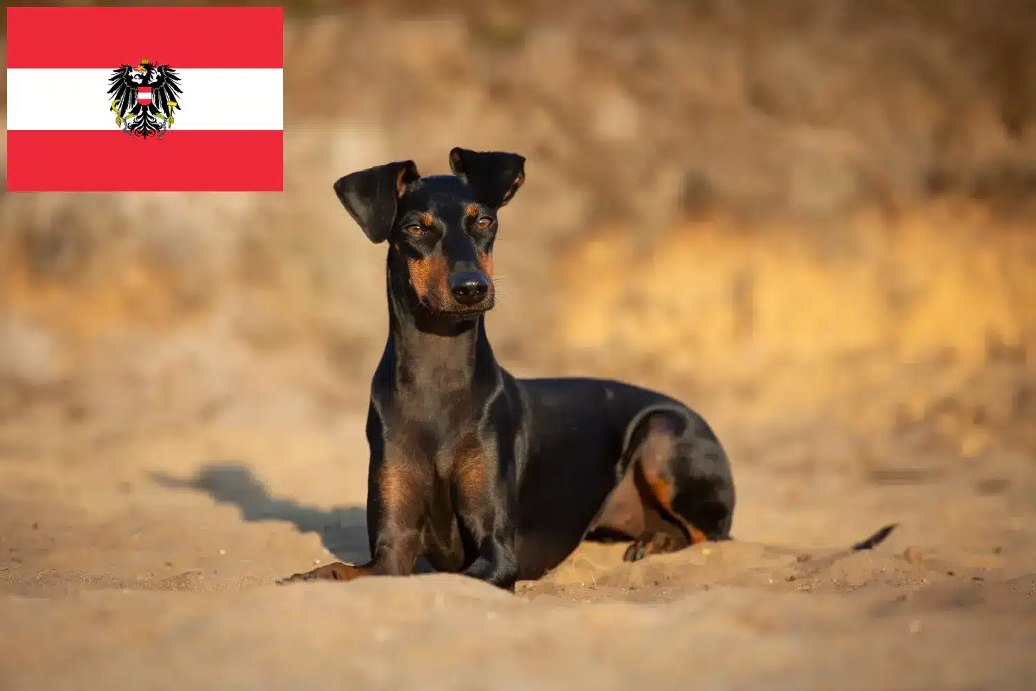 Terrier de Manchester chiots et éleveurs Autriche Ici, tu trouveras des éleveurs de Terriers de Manchester en Autriche.