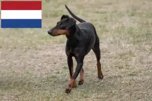 Lire la suite à propos de l’article Éleveurs de Terriers de Manchester et chiots aux Pays-Bas
