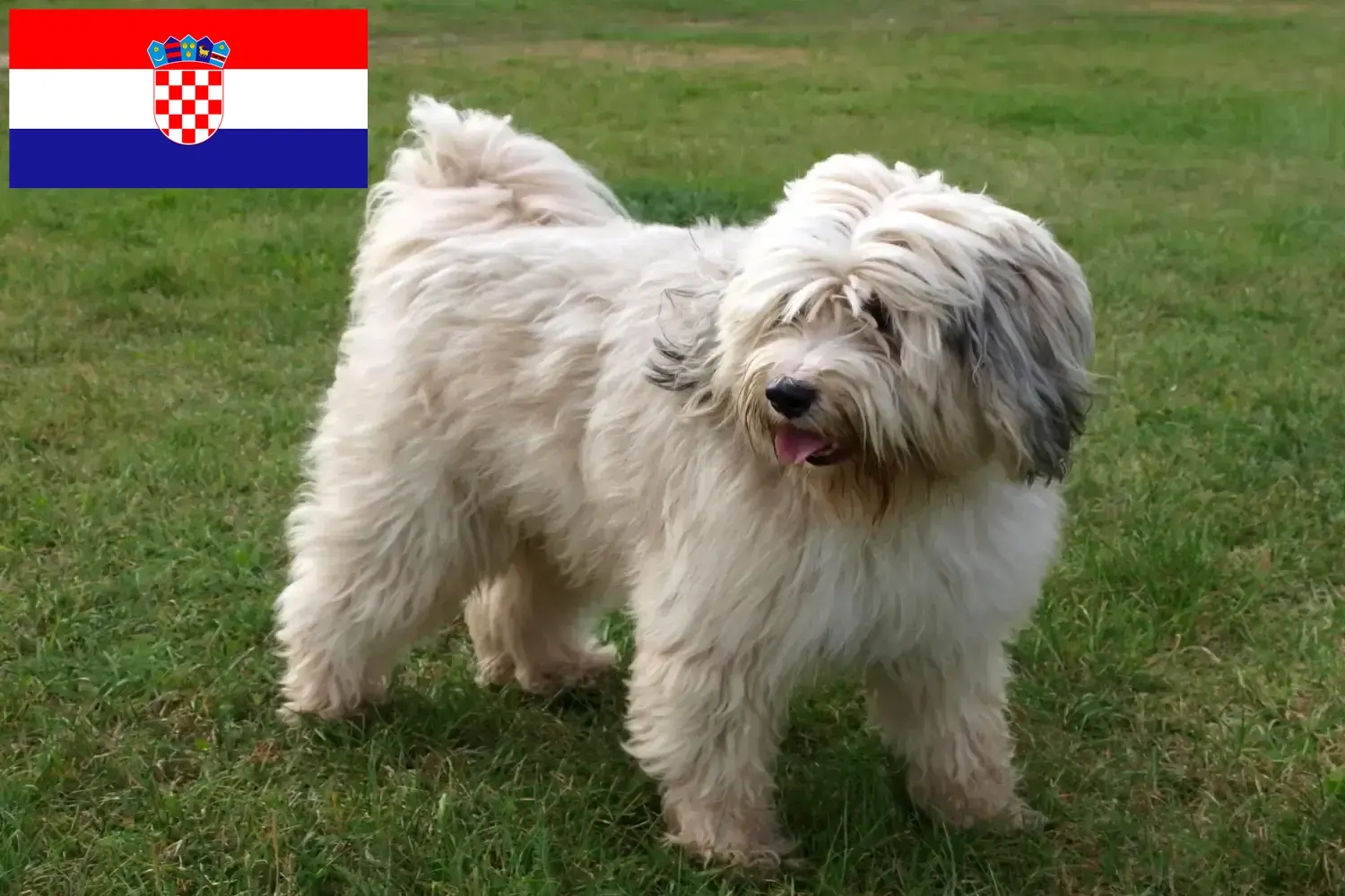 Terrier du Tibet chiots et éleveurs Croatie Ici, tu trouveras des éleveurs de Terriers du Tibet en Croatie.