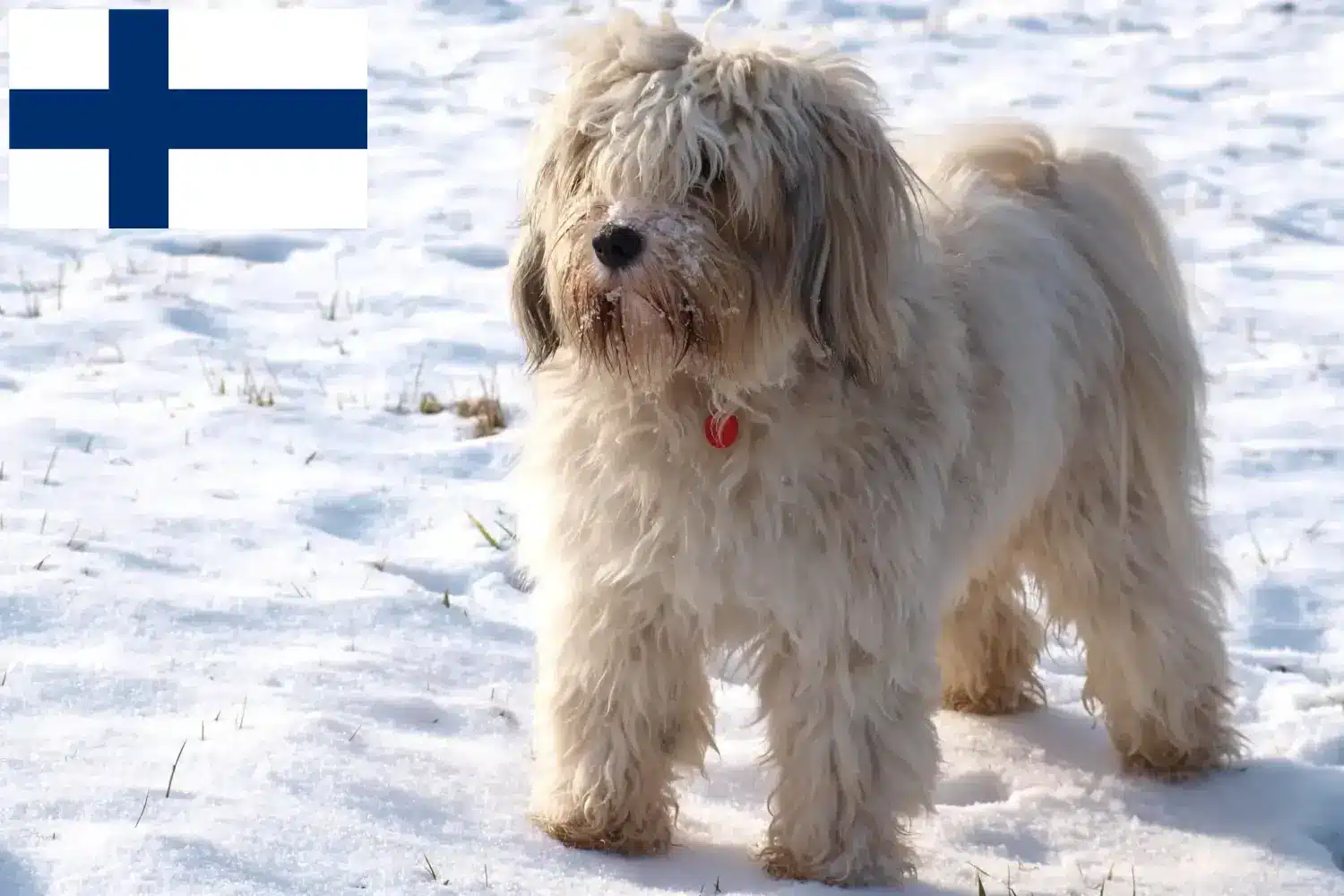 Terrier du Tibet chiots et éleveurs Finlande Ici, tu trouveras des éleveurs de Terriers du Tibet en Finlande.