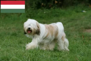Lire la suite à propos de l’article Eleveurs de Terriers du Tibet et chiots en Hongrie