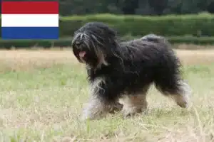 Lire la suite à propos de l’article Éleveurs de Terriers du Tibet et chiots aux Pays-Bas