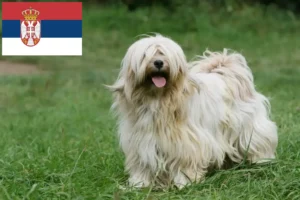Lire la suite à propos de l’article Éleveurs de Terriers du Tibet et chiots en Serbie