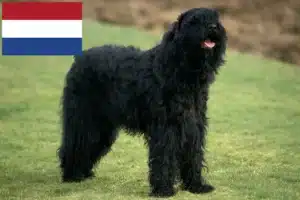 Lire la suite à propos de l’article Éleveurs de terriers noirs russes et chiots aux Pays-Bas