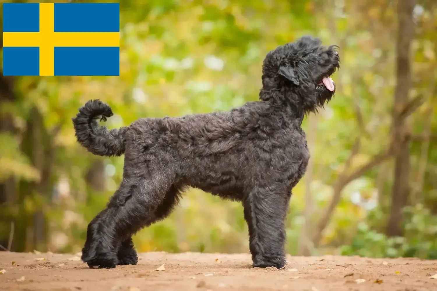 Terrier noir russe chiots et éleveurs Suède Ici, vous trouverez des éleveurs de Terriers noirs russes en Suède.