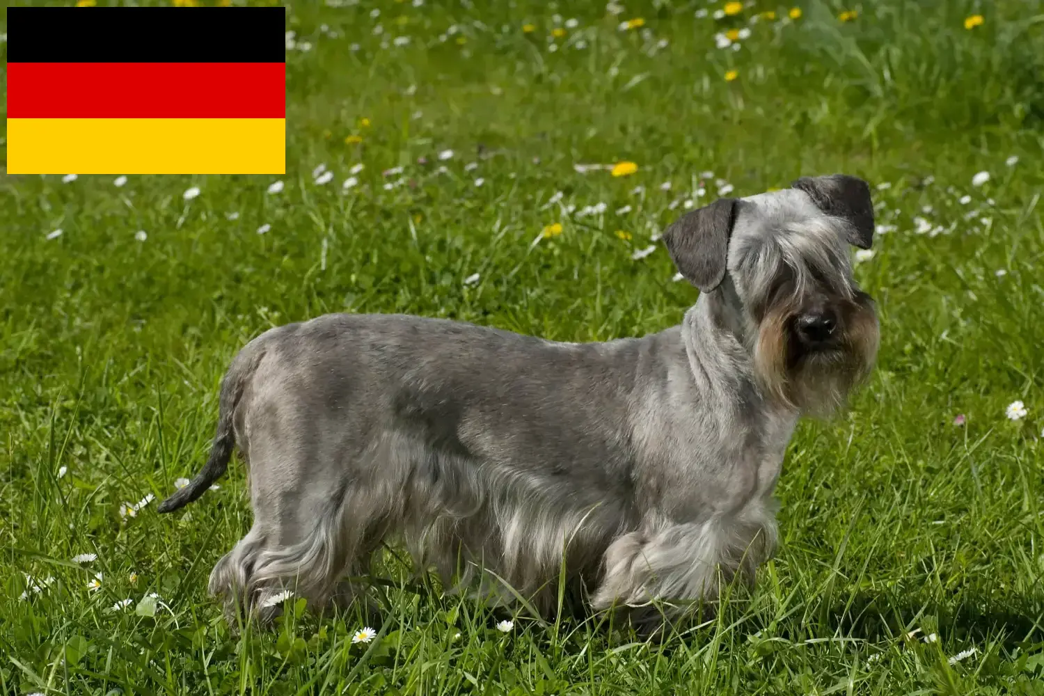 Terrier tchèque chiots et éleveurs Allemagne Ici, tu trouveras des éleveurs de terriers tchèques en Allemagne.