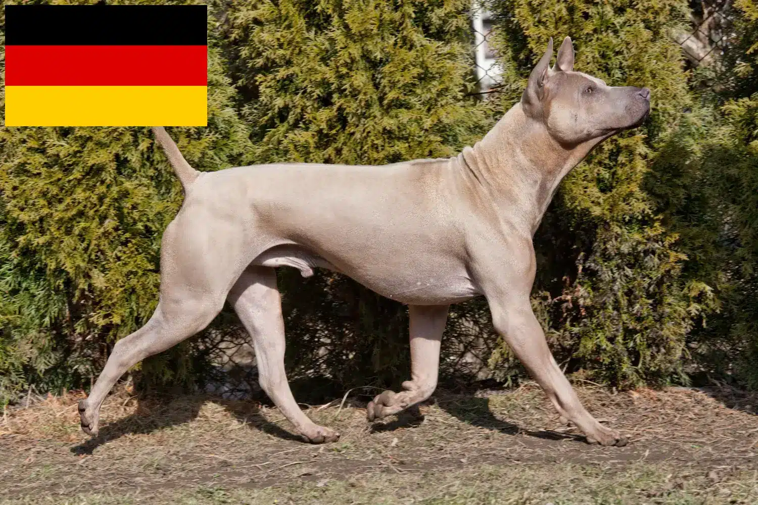 Thai Ridgeback chiots et éleveurs Allemagne Ici, tu trouveras des éleveurs de Ridgebacks thaïlandais en Allemagne.