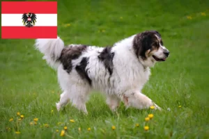 Lire la suite à propos de l’article Tornjak éleveurs et chiots en Autriche