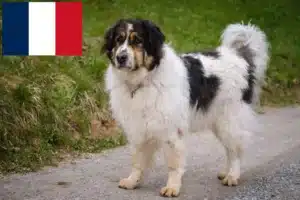 Lire la suite à propos de l’article Tornjak éleveurs et chiots en France