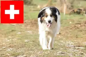 Lire la suite à propos de l’article Tornjak éleveurs et chiots en Suisse