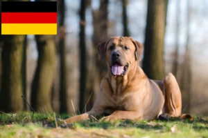 Lire la suite à propos de l’article Tosa éleveurs et chiots en Allemagne
