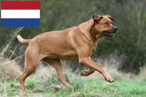 Lire la suite à propos de l’article Tosa éleveurs et chiots aux Pays-Bas