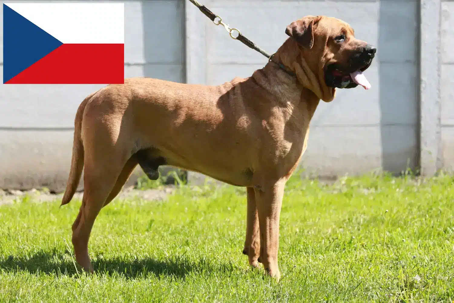 Tosa chiots et éleveurs République tchèque Ici, tu trouveras les éleveurs de Tosa en République tchèque.