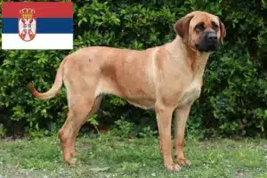Lire la suite à propos de l’article Tosa éleveurs et chiots en Serbie