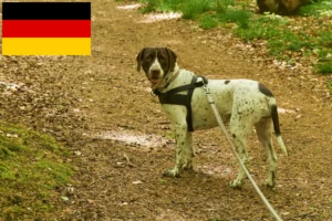Lire la suite à propos de l’article Éleveurs de chiens d’arrêt danois et chiots en Allemagne