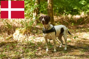 Lire la suite à propos de l’article Éleveurs de chiens d’arrêt danois et chiots au Danemark