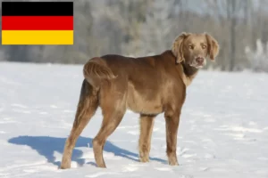 Lire la suite à propos de l’article Éleveurs de weimarans et chiots en Allemagne