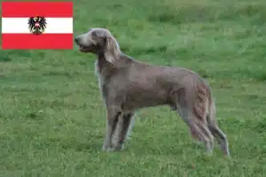 Lire la suite à propos de l’article Éleveurs de weimarans et chiots en Autriche