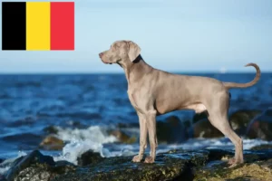 Lire la suite à propos de l’article Éleveurs de weimarans et chiots en Belgique