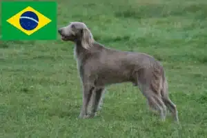 Lire la suite à propos de l’article Éleveurs de weimarans et chiots au Brésil
