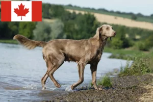 Lire la suite à propos de l’article Éleveurs de weimarans et chiots au Canada