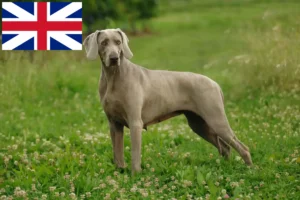 Lire la suite à propos de l’article Éleveurs de weimarans et chiots en Grande-Bretagne