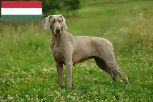 Lire la suite à propos de l’article Éleveurs de weimarans et chiots en Hongrie