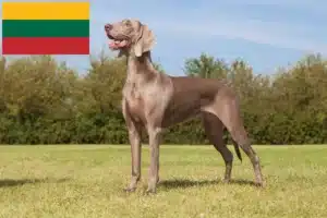 Lire la suite à propos de l’article Éleveurs de weimarans et chiots en Lituanie